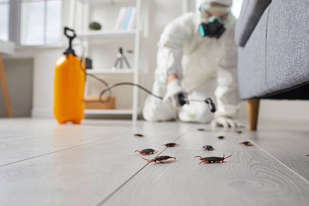 Affordable Termite Control solutions in Spring City, TN